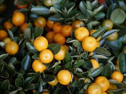 Mandarinier