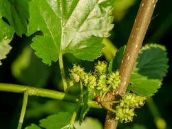 Acheter un m&ucirc;rier Lubera
