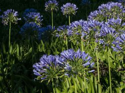 Plantes en jardini&egrave;re m&eacute;diterran&eacute;ennes