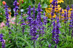 Salvia farinacea, Mehliger Salbei, Lubera