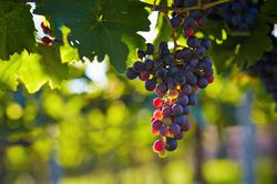 Vigne de table, raisins Lubera
