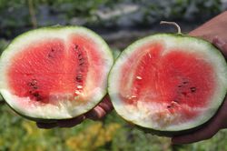 Graines de melons, graines Past&egrave;que rouge Blacktail Mountain jardinerie Lubera