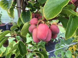 Kiwa&iuml; Pink Jumbo, mini kiwi, kiwi femelle, kiwi rose, plante grimpante