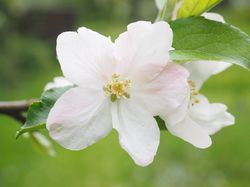 Zwergobstb&auml;ume Miniobstb&auml;ume im Lubera Gartenshop