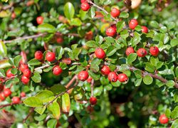 Zwergmispel Cotoneaster kaufen