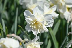 Narcisses, Narcissus Amira, blanc, plein, narcisses blancs