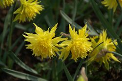 Narcisses originaux Rip van Winkle, bulbes Lubera