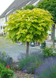 photo Gartenbaum kaufen Trompetenbaum Lubera Shop