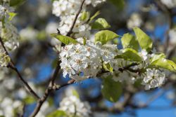 Poirier sauvage Pyrus calleryana Chanticleer Poirier sauvage chinois Lubera