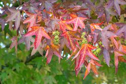photo Amberbaum kaufen Lubera Online Shop