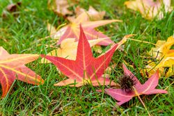 photo Amberbaum kaufen Lubera Online Shop