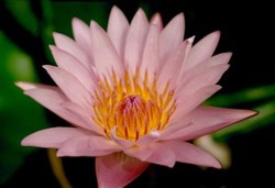 photo Seerosen Lubera Nymphaea