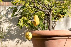 Acheter un citronnier : Chez Lubera, vous pouvez commander votre citronnier