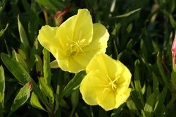 Acheter oenoth&egrave;re, onagre  Lubera oenothera