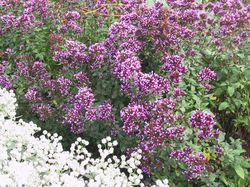 Origan, origanum, Plantes aromatiques Lubera