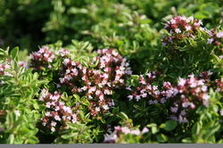 Origan, Origanum Lubera