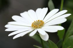 Margerite, Kapmargerite, Kapk&ouml;rbchen, Lubera
