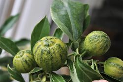 Bigaradier &agrave; feuilles de saule panach&eacute;