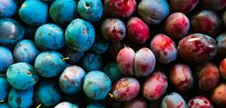Vari&eacute;t&eacute;s de prunes, prunier