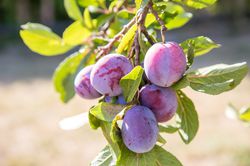 Pruneaux sur un arbre nain, Quetsches