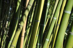 Photo Phyllostachys