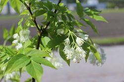 Faux pistachier, staphylea pinnata Staphylea colchica Lubera