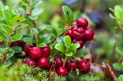 Airelles rouges
