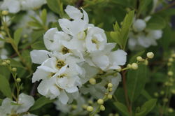 Photo blanche, acheter astilbe