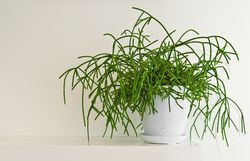 Rhipsalis Lubera