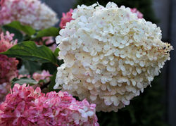 Acheter un hortensia panicul&eacute;