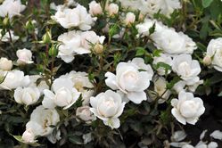 Rose Milky Pixie, acheter des rosiers nains