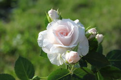 Acheter des rosiers couvre-sol 