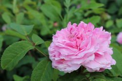 Acheter les roses anciennes Jacques Cartier dans la boutique Lubera