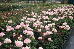 Planter et entretenir des rosiers à fleurs groupées Guide de culture Lubera