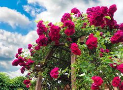 Construire une magnifique arche de rosiers dans le jardin