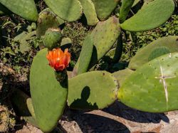 Opuntia Feigenkaktus, Lubera