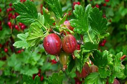 Rote Stachelbeere_pixabay Beerenst&auml;mmchen Lubera