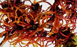 Zaubernuss kaufen Lubera Rote Zaubernuss Ruby Glow rot-orange Bl&uuml;te
