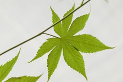 S&uuml;&szlig;blatt, Suagrleaf, Suavissima, Rubus chingii, Zuckerhimbeere, Zuckerblatt&reg; Brombeere
