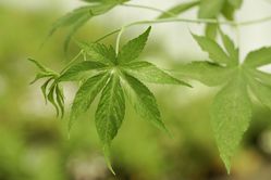 Feuille sucr&eacute;e, Suagrleaf, Suavissima, Rubus chingii, Ronce &agrave; sucre, Ronce &agrave; feuilles sucr&eacute;es Zuckerblatt&reg;