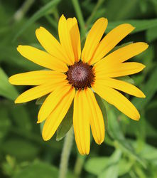 Rudbeckia, rudb&eacute;ckie