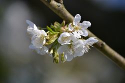 Acheter un cerisier colonnaire chez Lubera