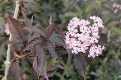Sambucus nigra Black Beauty, sureau d'ornement, sureau ornemental