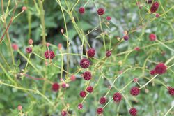 Pimprenelle Lubera Sanguisorba officinalis