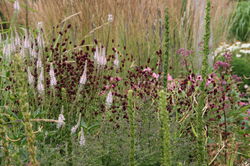 Pimprenelle, Sanguisorba Lubera