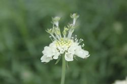 Scabiosa ochroleuca Acheter de la scabieuse Moon Dance