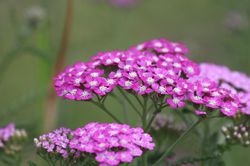 achill&eacute;e millefeuille kaufen Achillea 
