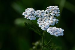 achill&eacute;e millefeuille kaufen Achillea