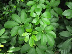 Schefflera