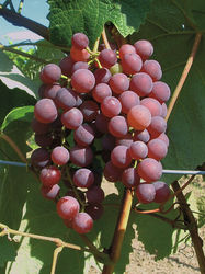 Raisin de table sans p&eacute;pin Rose Dream (syn. Vanessa), raisins rouges
